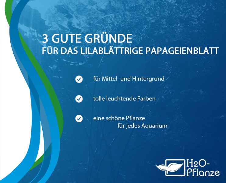 Preview: Lila Papageienblatt - Alternanthera reineckii lila in vitro